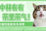 吃瓜娱乐绿茶猫,揭秘娱乐圈背后的秘密